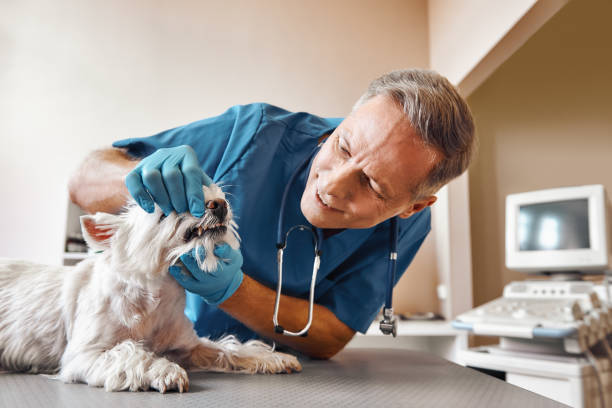 Best Emergency Dental Services for Seniors in Staples, CT